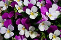 * Nomination Heartseases (Viola tricolor), in a garden, France. --JLPC 20:49, 13 December 2012 (UTC) * Promotion Beautiful image, for me no doubt QI --DKrieger 21:37, 13 December 2012 (UTC)