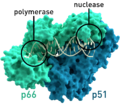 Reverse transcriptase