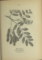 Robinia pseudoacacia plate 136 in: Wayside and woodland blossoms, 1895