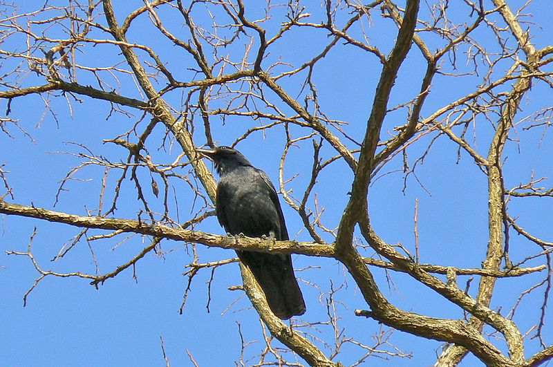 File:Black bird old tree.jpg