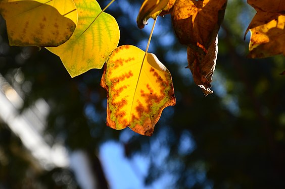 Bright yellow tree leaf