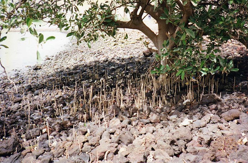 File:Mangroves on James Island (4382845009).jpg