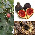 Fig