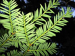 Taxus brevifolia