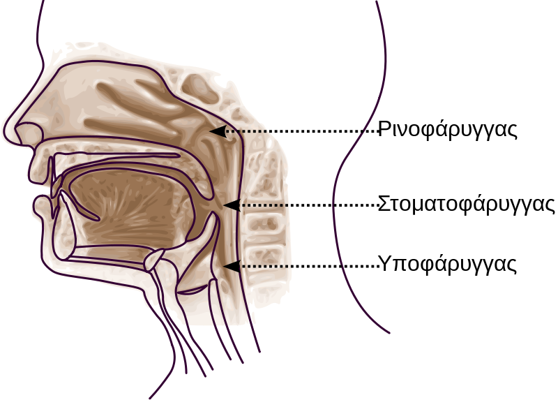 File:Pharynx diagram-1-el.svg