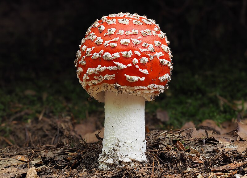 File:Rdeča mušnica (Amanita muscaria).jpg