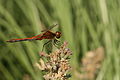 * Nomination Sympetrum flaveolum --Korall 15:04, 26 August 2009 (UTC) * Promotion good quality macro --George Chernilevsky 07:08, 27 August 2009 (UTC)