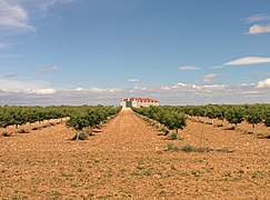 Almendros en Mahora.jpg