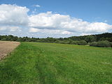 Čeština: Porost v okolí Bechyňského rybníka v přírodní památce Kařezské rybníky. Okres Rokycany, Česká republika. English: Vegetation near Bechyňský rybník in Kařezské rybníky natural monument, Rokycany District, Czech Republic. This file was created as a part of the photographic program of Wikimedia Czech Republic. Project: Fotíme Česko The program supports Wikimedia Commons photographers in the Czech Republic.