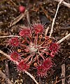 Wild plant near Hobart, Tasmania, Australia