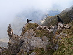 Alpine Choughs