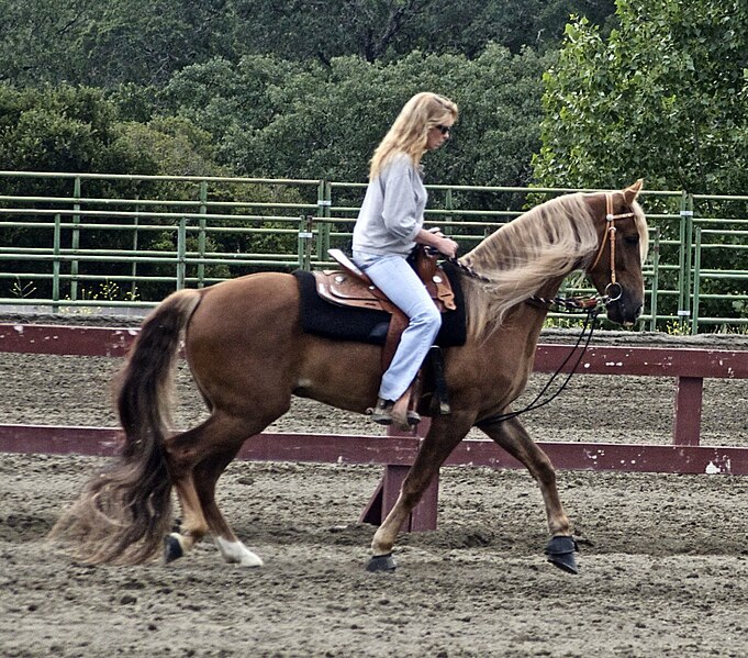 File:Kentucky Mountain Horse.jpg