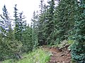 Trees, with Pinus aristata, Humphreys Peak, Arizona