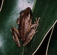 Pristimantis gutturalis.jpg