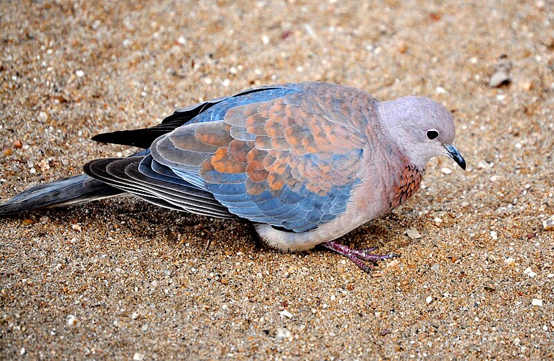 File:Spilopelia senegalensis, Tshokwane.jpg