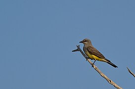 Western Kingbird (51366582294).jpg