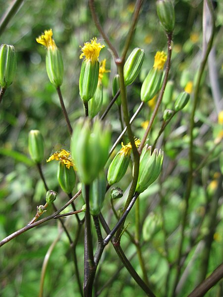 File:20130615Lapsana communis1.jpg