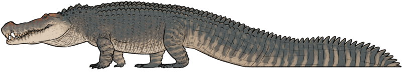 File:Deinosuchus hatcheri.png