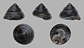 * Nomination Shell of a Miocene gastropod, Diloma orientalis --Llez 05:58, 18 December 2012 (UTC) * Promotion Good quality. --JLPC 08:16, 18 December 2012 (UTC)