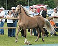 Buckskin silver dapple