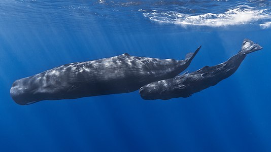 A mother sperm whale and her calf, photographed of the coast of Mauritius.