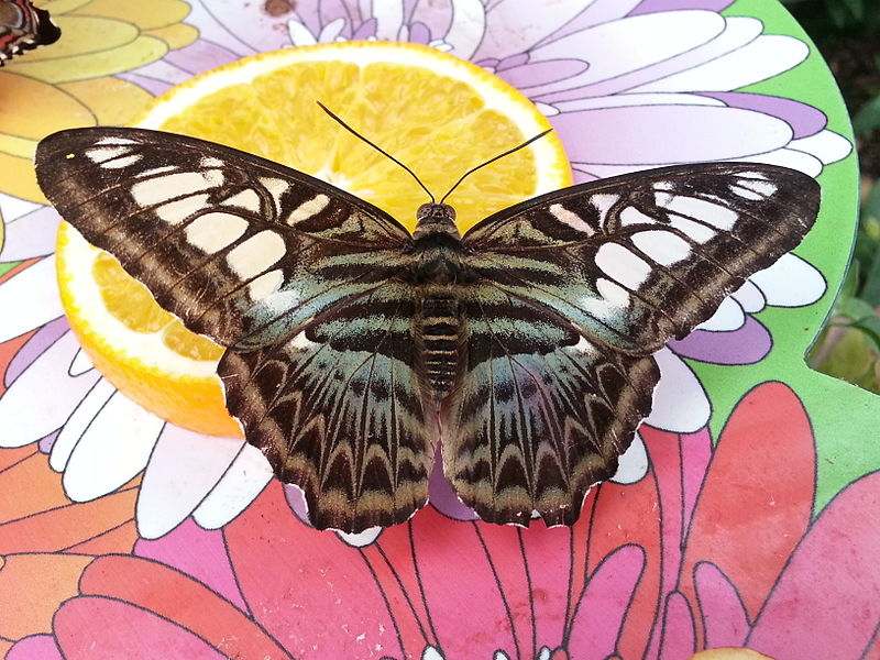 File:Parthenos Sylvia butterfly1.jpg