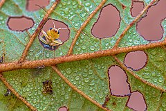 Second place: A leaf beetle (Aulacophora indica) looking out from a leaf hole of Alnus nepalensis tree in Chitwan National Park, Nepal. Atribut: Mildeep (CC BY-SA 4.0)