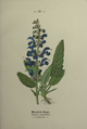 Salvia pratensis plate 23 in: Wayside and woodland blossoms, 1895