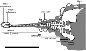 December 8: Ankylosaurus tail terminology