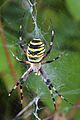 Argiope bruennichi with stabilimentum.