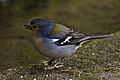 * Nomination Male Madeiran Chaffinch (Fringilla coelebs subsp. maderensis) --LC-de 21:38, 19 November 2012 (UTC) * Promotion  Comment Little out of focus on tail. --Elisardojm 23:02, 21 November 2012 (UTC) I'm willing to support this - the bird is in perfect focus apart from the tail, which is a shame, but I think acceptable. Mattbuck 08:40, 29 November 2012 (UTC)