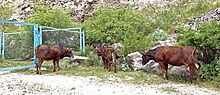 Thumbnail for File:Garni - cattle.jpg