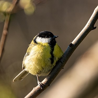 Kohlmeise - Wettbewerb März 2020 "Natürlich gelb"