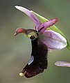 Ophrys balearica Spain - Mallorca