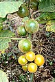 Fruits on the Plant