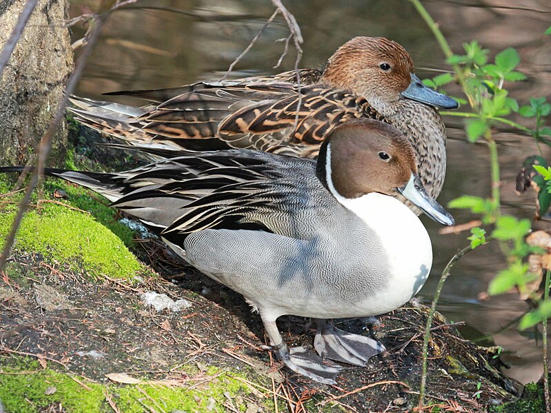 File:Northern Pintail RWD.jpg