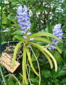 Rhynchostylis coelestis Habitus and flowers