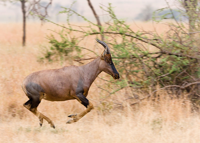 File:Serengeti Topi5.jpg