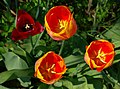 * Nomination Tulips (Tulipa x cultivar), gynoecium and stamen, in a garden, France. --JLPC 18:58, 4 December 2012 (UTC) * Promotion Good Quality --Rjcastillo 19:34, 4 December 2012 (UTC)