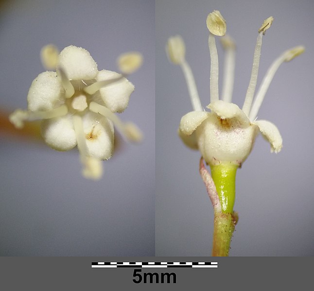 File:Viburnum opulus sl16.jpg