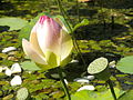 Deutsch: Indischer Lotus im Botanischen Garten Bochum. English: Indian lotus in the Bochum botanical garden.