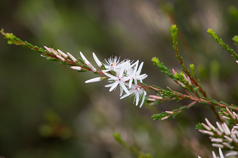 File:Calytrix glaberrima.jpg