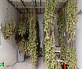 Several different strains drying just after being harvested