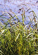 Carex acuta