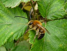 28.9.11 Langhornbiene (Eucera)