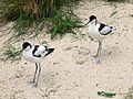 Deutsch: Säbelschnäbler (Recurvirostra avosetta) im Tierpark Bochum. English: Pied avocets (Recurvirostra avosetta) in the Tierpark Bochum, Germany.   This file was uploaded with Commonist.