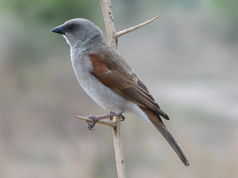 File:Northern Grey-headed Sparrow RWD.jpg