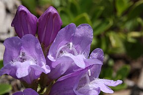 Penstemon davidsonii