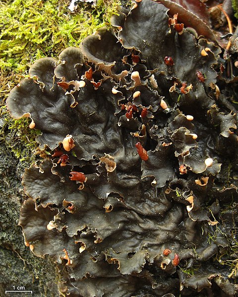 File:Scaly Dog Lichen (5130537231).jpg