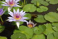 Nymphaea colorata (" ssp. zanzibariensis")